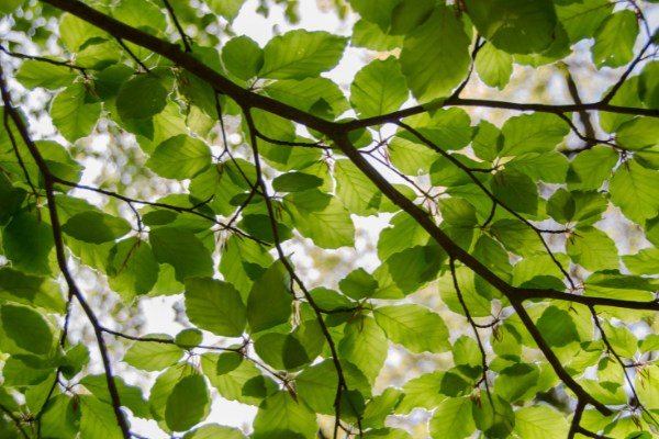 Leafy tree